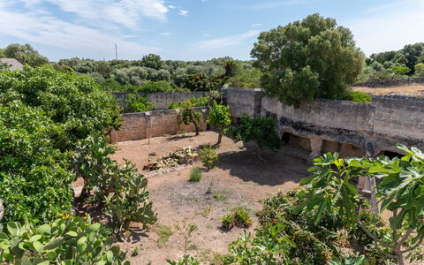 Masseria Lamagrotte By Raro Rooms: Cielo, Albero, Vegetazione, Paesaggio, Arbusto, Comunita 'Impianto, Lotto, Area Rurale, Suolo