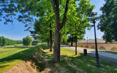 Ai Cantici: Albero, Erba, Natura, Passerella, Shade, Parco, Driveway, Landscaping, Ombra, Trail