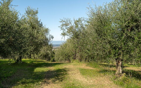 Villa Costa al Bagno: Erba, Albero, Ambiente Naturale, Foglia, Ramo, Vegetazione, Pascolo, Comunita 'Impianto, Plain, Lotto