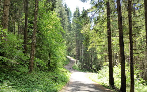 Casa Ines, Feltre: Foglia, Albero, Verde, Ambiente Naturale, Legna, Vegetazione, Foresta, Strada, Trail