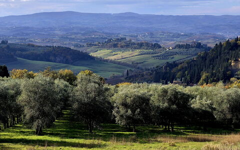 Novellina: Albero, Ambiente Naturale, Erba, Natura, Foglia, Collina, Paesaggio Naturale, Vegetazione, Pascolo, Plain