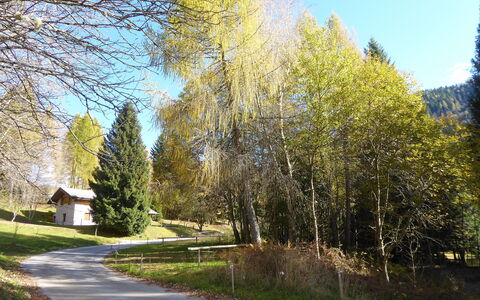 Chalet Genzianella: Albero, Foglia, Natura, Ramo, Paesaggio, Tronco, Larice, Woodland, Landscaping