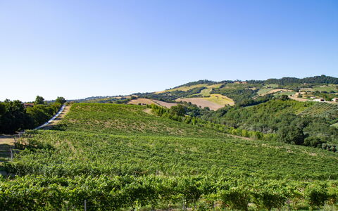 Zena Apartment: Verde, Collina, Paesaggio Naturale, Agricoltura, Piantagione, Campo, Highland, Paesaggio, Area Rurale