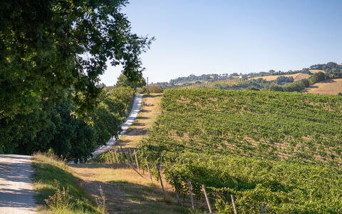 Zena Apartment: Verde, Vegetazione, Paesaggio Naturale, Agricoltura, Piantagione, Area Rurale, Paesaggio, Campo, Plain