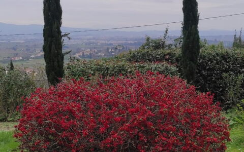 Villa Luce San Miniato: Rosso, Fiore, Arbusto, Comunita 'Impianto, Primavera, Woody Impianto, Pianta Fiorita, Giardino, Shrubland