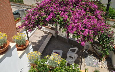 Bouganville