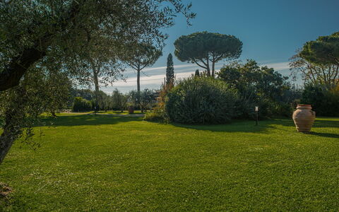 Villa Bolgheri Vermentino Castagneto Carducci: Erba, Natura, Foglia, Giardino, Paesaggio, Arbusto, Lotto, Tronco, Prato, Landscaping