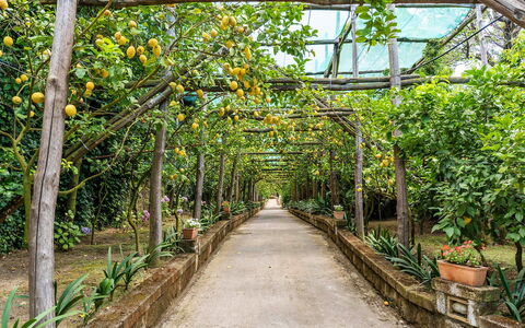 Villa Romantic Garden: Giardino, Giardino Botanico, Shade, Passerella, Piantagione, Arancia