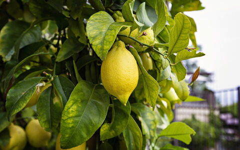 Casa Chicco: Frutta, Verde, Produrre, Giallo, Cibo, Ingrediente