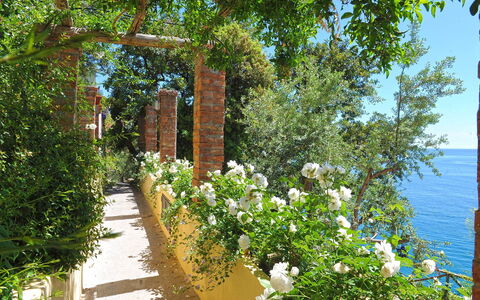 Romantic Tower: Fiore, Arbusto, Primavera, Giardino, Rose Di Famiglia, Recinzione, Giardino Botanico