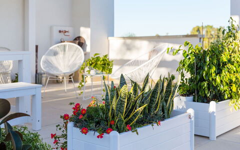 Villa Salentina: Vaso Di Fiori, Arbusto, Pianta Della Casa, Giardino, Fiorai, Disegno Floreale, Landscaping, Tagliare I Fiori