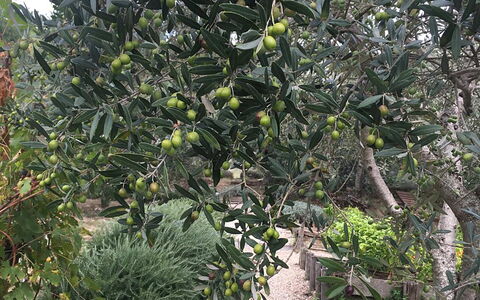 Borgo di San Biagio: Produrre, Frutta, Ingrediente, Woody Impianto, Cibo, Natural Foods, Piantagione
