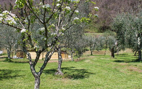 Il Casale di San Jacopo con Piscina Privata: Ramo, Albero, Arbusto, Comunita 'Impianto, Pascolo, Lotto, Ramoscello, Tronco, Primavera