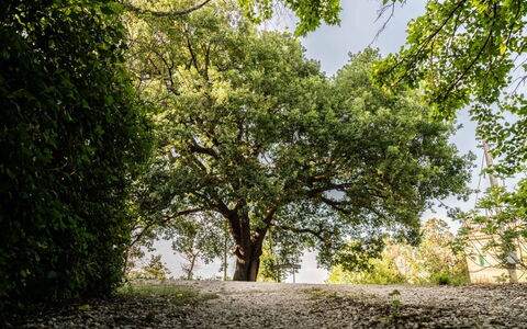 Villa Checco: Foglia, Ramo, Albero, Natura, Verde, Ambiente Naturale, Vegetazione, Ramoscello, Tronco, Shade