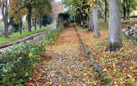 Loft Borgo Syrah: Foglia, Albero, Natura, Autunno, Tronco, Woodland, Groundcover, Passerella, Woody Impianto, Trail