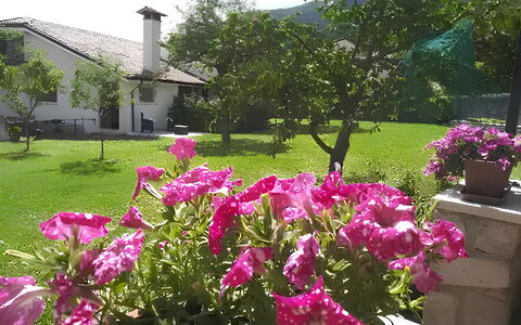 La Corte di Marga - Casa Gustet: Fiore, Petalo, Rosa, Arbusto, Giardino, Primavera, Groundcover, Pianta Fiorita, Viola