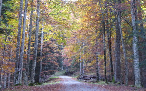 Villa 900 Design & Hills Escape: Foglia, Ramo, Albero, Natura, Ambiente Naturale, Legna, Strada, Foresta, Paesaggio Naturale, Vegetazione