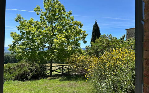 Casa Stella Serena, Casole D'Elsa, Pool: Verde, Foglia, Vegetazione, Arbusto, Comunita 'Impianto, Woody Impianto, Giardino, Shade, Landscaping, Piantagione
