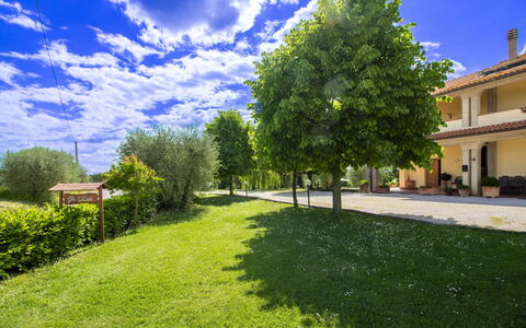 Gli Ulivi: Blu, Albero, Erba, Arbusto, Lotto, Giardino, Prato, Primavera, Shade, Prato