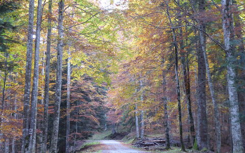 House Angy: Foglia, Albero, Ramo, Natura, Ambiente Naturale, Legna, Foresta, Strada, Paesaggio Naturale, Vegetazione