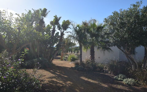 Punta Braccetto Fronte Mare: Foglia, Vegetazione, Arbusto, Giardino, Comunita 'Impianto, Woody Impianto, Suolo, Landscaping, Giardino Botanico