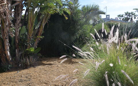 Punta Braccetto Fronte Mare: Arbusto, Giardino, Landscaping, Backyard, Giardino Botanico, Passerella
