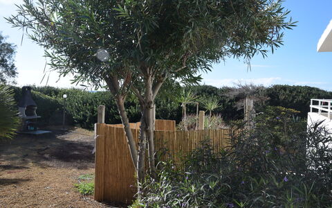 Punta Braccetto Fronte Mare: Arbusto, Woody Impianto, Giardino, Landscaping, Cortile, Backyard, Recinzione