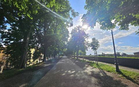 Alle Gardenie: Blu, Albero, Natura, Foglia, Ramo, Verde, Luce Del Sole, Tronco, Mattina, Primavera
