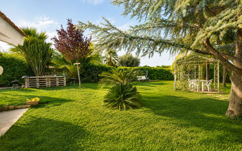 Il Cigno Reale Green: Erba, Albero, Verde, Foglia, Vegetazione, Giardino, Arbusto, Paesaggio, Prato