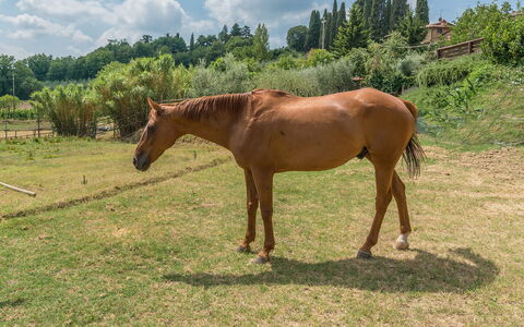 Casa Elia 6: Cavallo, Erba, Acetosa, Pascolo, Pascolo, Paesaggio, Ecoregione