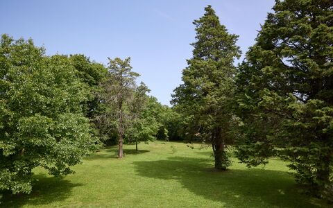 Casa Mancini, Holiday Villa, San Galgano: Albero, Foglia, Erba, Ambiente Naturale, Ramo, Vegetazione, Arbusto, Pascolo, Plain, Comunita 'Impianto