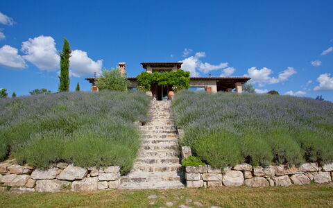 Casale delle Lavande 10: Arbusto, Comunita 'Impianto, Lotto, Giardino, Prato, Piantagione, Shrubland, Landscaping, Lavanda