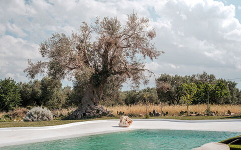 White Stone House 6+1: Ramo, Tronco, Giardino, Ramoscello, Prato, Parco, Landscaping