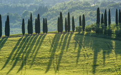 Podere Gragnano 12: Verde, Paesaggio, Piantagione, Campo, Prato, Landscaping, Sempreverde, Pine Famiglia