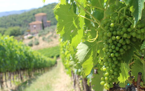 Marangole 12: Agricoltura, Vigneto, Piantagione, Cibo, Frutta