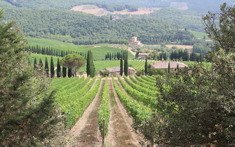 Marangole 12: Paesaggio Naturale, Collina, Paesaggio, Piantagione, Highland, Agricoltura, Area Rurale, Comunita 'Impianto, Hill Station, Lotto