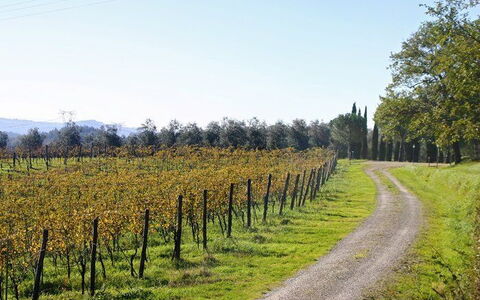 La Selva: Paesaggio Naturale, Albero, Vigneto, Agricoltura, Campo, Lotto, Pianta, Foglia, Area Rurale, Woody Impianto