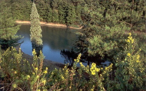 La Selva: Vegetazione, Natura, Riserva Naturale, Biome, Paesaggio Naturale, Natura Selvaggia, Albero, Comunita 'Impianto, Acqua, Pianta