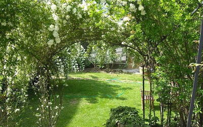 rose di maggio nel giardino