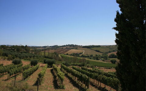 Fattoria le Chianacce: Vigneto, Agricoltura, Campo, Lotto, Albero, Area Rurale, Collina, Cielo, Chaparral, Paesaggio