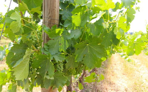 Santa Vittoria: Fiore, Cibo, Pianta, Frutta, Woody Impianto, Agricoltura