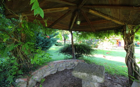 Pagliazzone: Pianta, Botanica, Shade, Acqua, Vegetazione, Impianto Terrestre, Arecales, Woody Impianto, Paesaggio Naturale, Erba