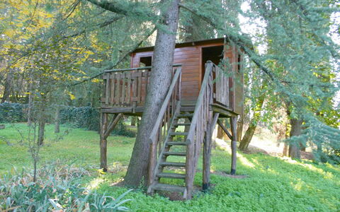 Olivo: Pianta, Albero, Legna, Paesaggio Naturale, Tronco, Biome, Erba, Costruzione, Scala, Area Rurale