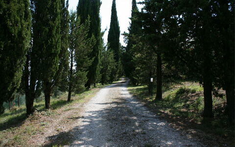 Podere della Crocchia: Pianta, Manto Stradale, Paesaggio Naturale, Albero, Legna, Tronco, Shade, Asfalto, Sempreverde, Strada Transitabile