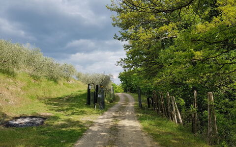 Agriturismo Ca di Vestro: Pianta, Cielo, Nube, Paesaggio Naturale, Vegetazione, Erba, Manto Stradale, Albero, Strada Transitabile, Pascolo
