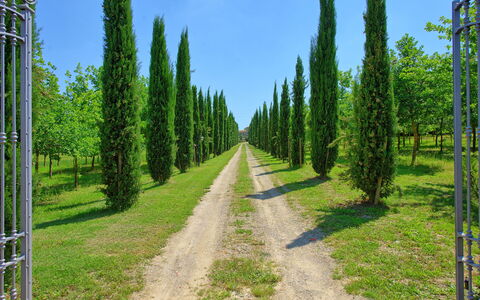 Villa Giare: Albero, Ambiente Naturale, Pinus Contorta, Abete Rosso-Fir Forest, Biome, Boschi Di Conifere Tropicali E Subtropicali, Foresta, Vegetazione, Riserva Naturale, Paesaggio Naturale