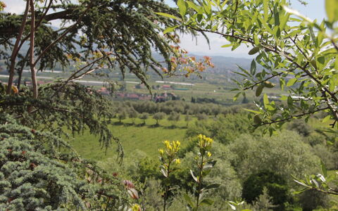 Villa Pedone: Vegetazione, Natura, Albero, Pianta, Fiore, Comunita 'Impianto, Botanica, Primavera, Wildflower, Shrubland