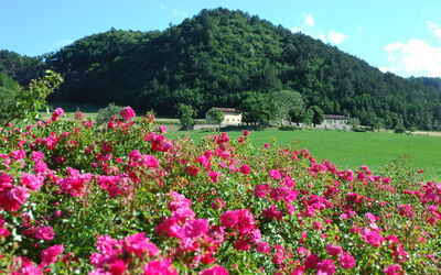 Marradi
