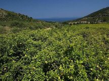 La Collina Degli Ulivi