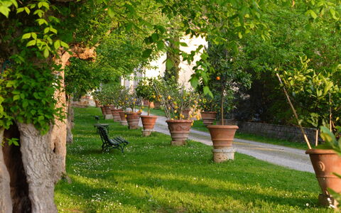 Tenuta Il Tresto: Albero, Verde, Erba, Prato, Pianta, Woody Impianto, Cortile, Primavera, Giardino, Graminacee